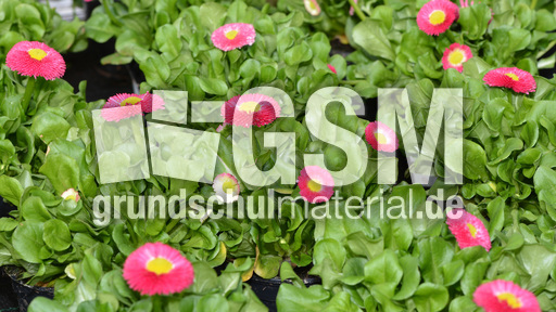 Rotes Gänseblümchen (2).jpg